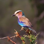 africa-bird