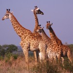 giraffes