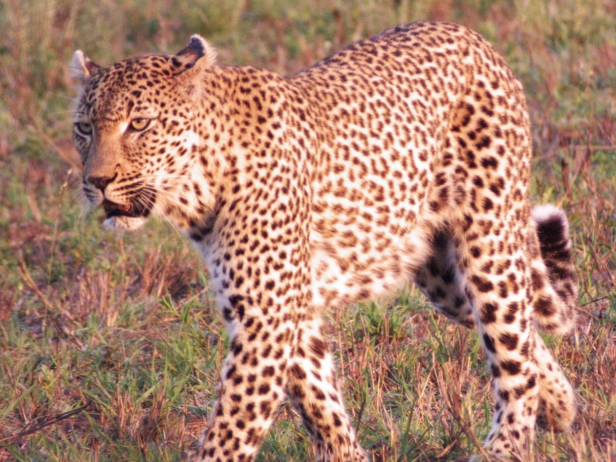 leopard-sabi