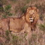 lion