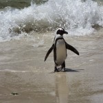 penguins-africa